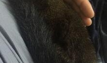 魔王松鼠吃瓜,魔王松鼠的奇幻瓜园冒险记