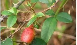 小梦子吃瓜,揭秘娱乐圈那些不为人知的幕后故事