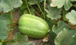 邹城吃瓜群,揭秘当地美食文化圈