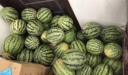 吃瓜比赛视频抢瓜