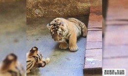 喂虎吃瓜,一场荒诞的生存游戏