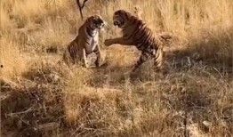 喂虎吃瓜,一场荒诞的生存游戏