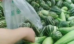 大叔最新视频吃瓜,揭秘娱乐圈吃瓜大事件，笑料百出！