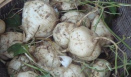 土瓜怀孕可以吃吗,孕期安全食用解析