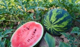 荥经吃瓜,探寻四川美食的独特魅力