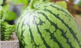 吃瓜的传播心理分析,揭秘网络热点的传播奥秘