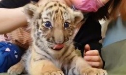 喂虎吃瓜,一场荒诞的生存游戏