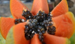 吃瓜的野蜂,揭秘蜂群中的神秘生活