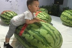 吃瓜事件博乐,揭秘网络舆论背后的真相与反思