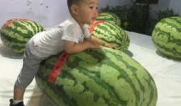 吃瓜事件博乐,揭秘网络舆论背后的真相与反思