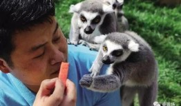 吃瓜说动物,揭秘动物界的趣味食性