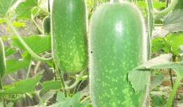 吃西沙瓜图片大全,图片大全带你领略夏日清凉美味