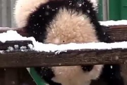 吃瓜小熊yy,揭秘娱乐圈那些不为人知的幕后故事