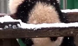 吃瓜小熊yy,揭秘娱乐圈那些不为人知的幕后故事