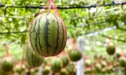 霞湖世家吃瓜,揭秘吃瓜群众的狂欢盛宴