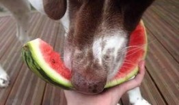 汪星人吃瓜,揭秘狗狗的“美食”世界