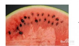 吃北方瓜,探寻北方特色美食之旅