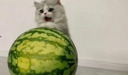 晴有可源吃瓜,揭秘吃瓜背后的娱乐真相