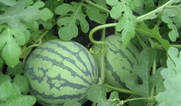 柯东天吃瓜,揭秘娱乐圈幕后真相