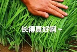 割韭菜吃瓜薅羊毛