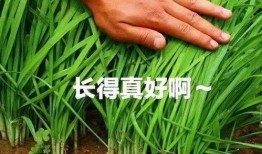 割韭菜吃瓜薅羊毛