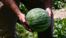 吃瓜里面的人,揭秘娱乐圈背后的酸甜苦辣