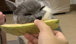 猫猫吃哈密瓜,哈密瓜的甜蜜诱惑