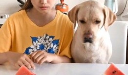 吃瓜比赛视频抢瓜