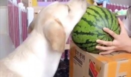 汪星人吃瓜,揭秘狗狗的“美食”世界