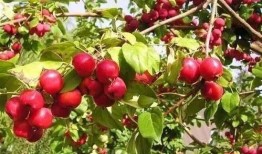 小海棠吃瓜图片,夏日清凉一“瓜”