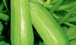 吃西沙瓜图片大全,图片大全带你领略夏日清凉美味