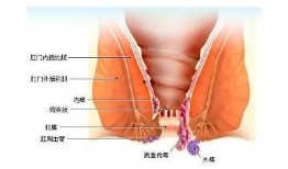 痔疮吃白瓜好吗,白瓜的养生功效解析