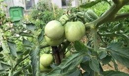 滑县牛屯吃瓜,瓜香四溢的夏日乡村风情