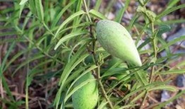 瓢瓜怎么吃效果最好,最佳食用方法，尽享健康美味