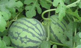 寿瓜怀孕可以吃吗,安全与营养两不误