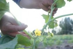 南疆吃瓜,探寻新疆特色美食之旅