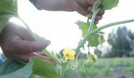 南疆吃瓜,探寻新疆特色美食之旅