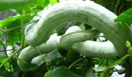 吃蛇瓜好处,揭秘吃蛇瓜的五大神奇好处