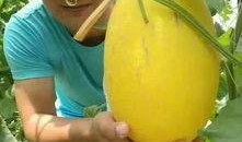 兴业吃瓜,揭秘娱乐圈背后的那些事儿