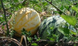 每日精选吃瓜,盘点娱乐圈最新热点事件