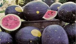 野生翻车怪带你吃瓜,尽享夏日清凉之旅