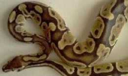 蟒蛇的吃瓜,揭秘蟒蛇如何享用美味的瓜果