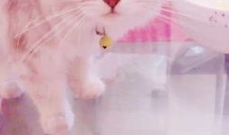 猫猫吃哈密瓜,哈密瓜的甜蜜诱惑