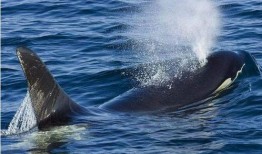 鲸鱼被迫吃瓜视频,一场海洋生物的生存困境