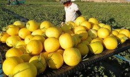 吃蜜瓜测血糖,甜蜜背后的血糖影响