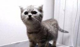 吃瓜喵微博,揭秘娱乐圈幕后故事，带你走进明星真实生活