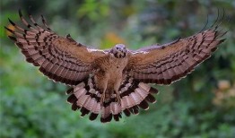 吃瓜的野蜂,揭秘蜂群中的神秘生活