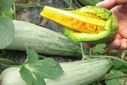 梦到瓜秧旺盛摘瓜吃,丰收喜悦的摘瓜体验