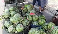 金乡金龙湾吃瓜事件,一场引发热议的社区冲突纪实