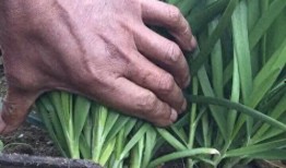 割韭菜吃瓜薅羊毛